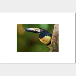 Collared Aracari (Pteroglossus torquatus) Costa Rica Posters and Art